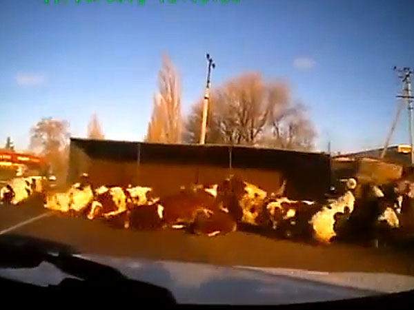 Video: Truck Tips Over, Cows Seem Fine