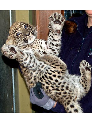 Persian Leopard at Augsburg Zoo: Photo
