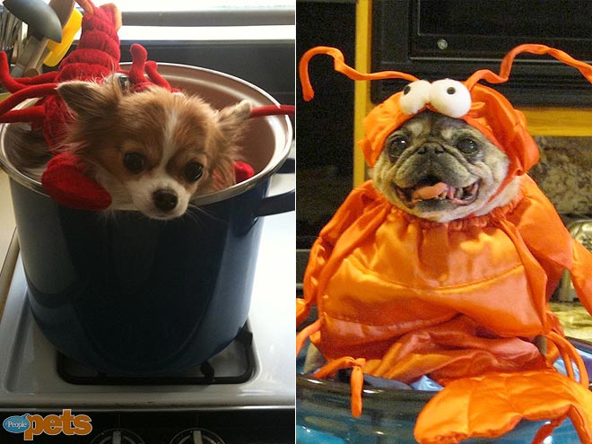 Halloween Faceoff! Pet Costume Showdown