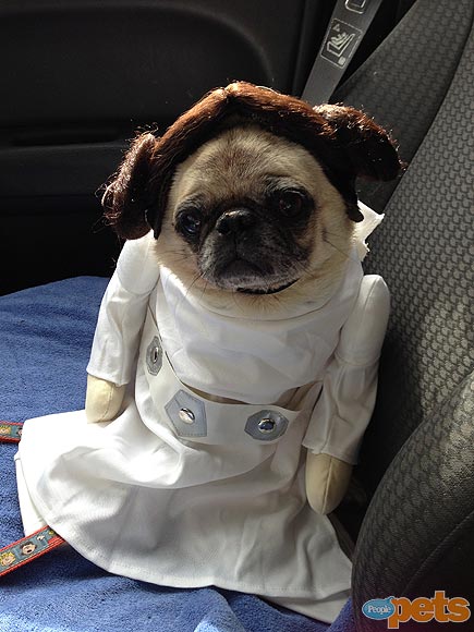 Fun & Furry Trick-or-Treaters