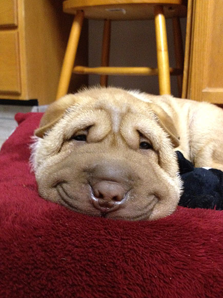 10 Craziest Animal Photos of 2012