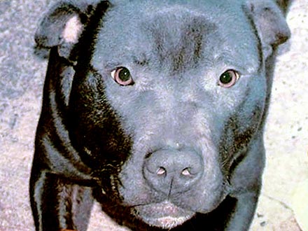 Pit Bull Lennox Put Down in Belfast
