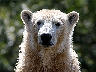 Knut the Polar Bear Returns – as a Lifelike Sculpture