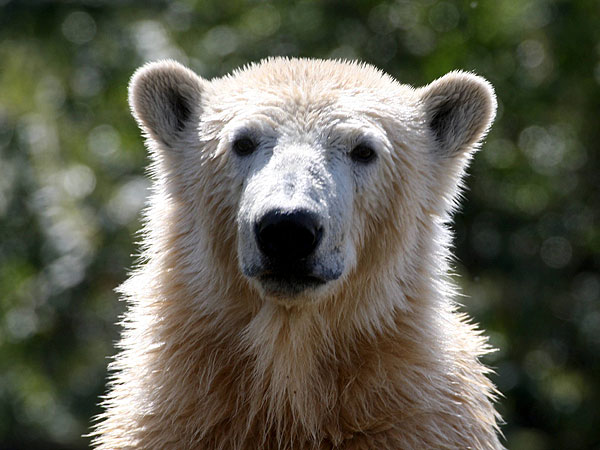 Knut the Polar Bear Returns (as a Lifelike Sculpture)