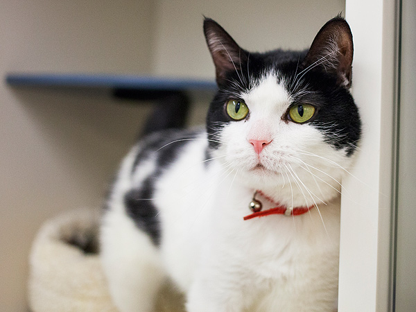 Adopt Happy the Blind Cat