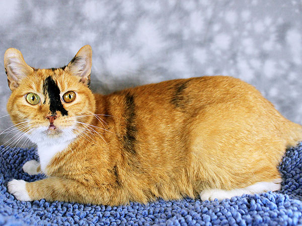 Adopt a Cat: Precious in Kentucky