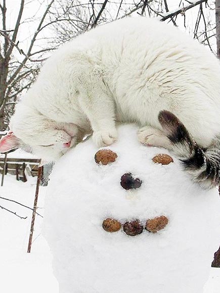 PHOTOS: Cats in the Snow Will Melt Your Cold, Cold Heart