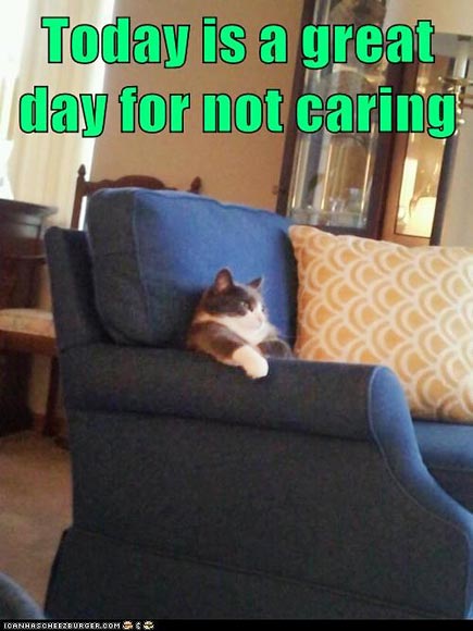 PHOTOS: Ever Wonder What Your Cat's Up to When You're at Work?