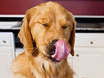 Four Reasons Why Dogs Make Everything Better