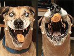PHOTOS: A Love Story About a Dog and His Chicken Nugget