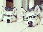 PHOTOS: The Best Advice Our Dogs Ever Gave Us