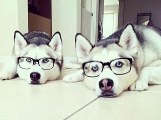 PHOTOS: The Best Advice Our Dogs Ever Gave Us