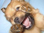 Selfies We Found on Your Pet's Camera