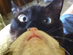 PHOTOS: Five Reasons Your Cat Can't Hang Out with You Today