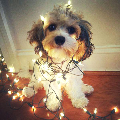 The Cutest Pets on Twitter!
