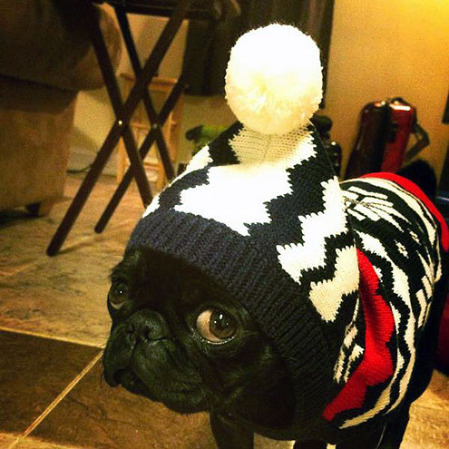 The Cutest Pets on Twitter!