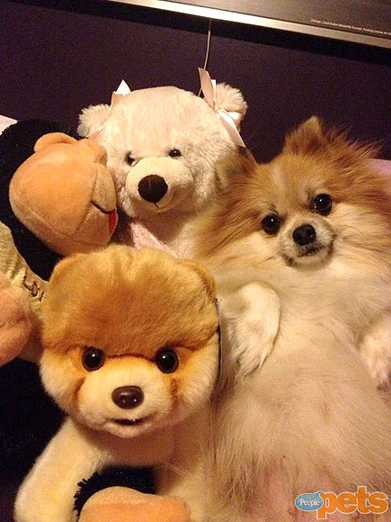 The Cutest Pets on Twitter!