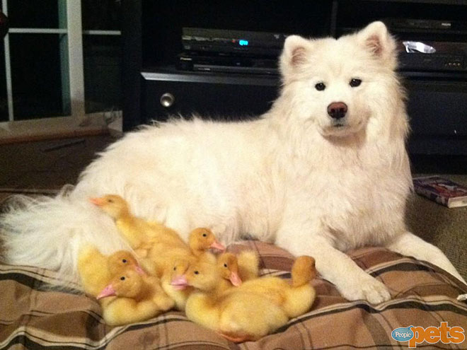 The Cutest Pets on Twitter!