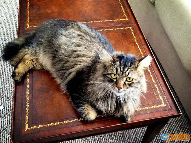The Cutest Pets on Twitter!
