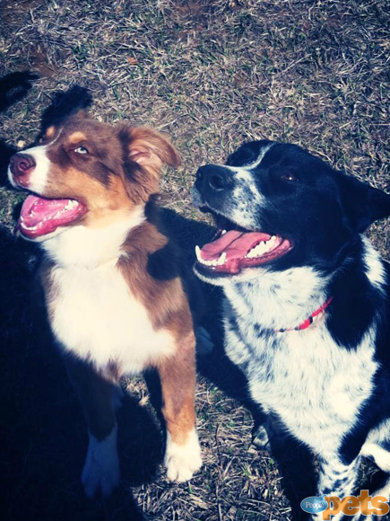 The Cutest Pets on Twitter This Week!