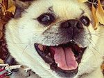 The Cutest Pets on Twitter This Week!