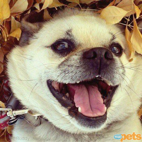 The Cutest Pets on Twitter This Week!