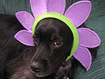 The Cutest Pets on Twitter This Week!