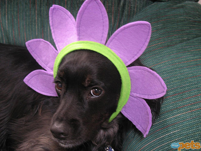 The Cutest Pets on Twitter This Week!