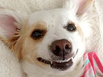 The Cutest Pets on Twitter This Week!