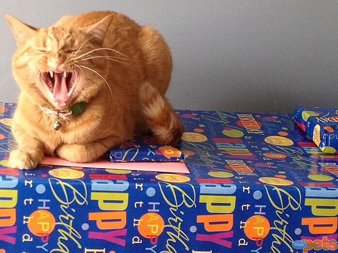 The Cutest Pets on Twitter This Week!