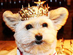 The Cutest Pets on Twitter This Week!