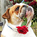The Cutest Pets on Twitter This Week!