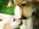 The Cutest Pets on Twitter This Week!