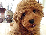 April's Click the Cutest Winners