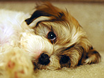 February's Cutest of the Cute