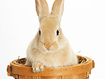 PHOTOS: Easter Bunnies in Baskets