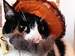 Hairy Situation: Cats Show Off Their 'Staches