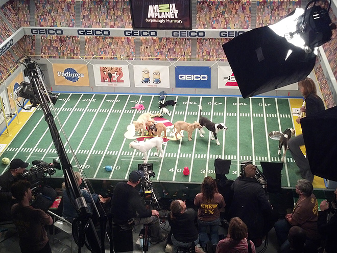 Behind the Scenes at the Puppy Bowl