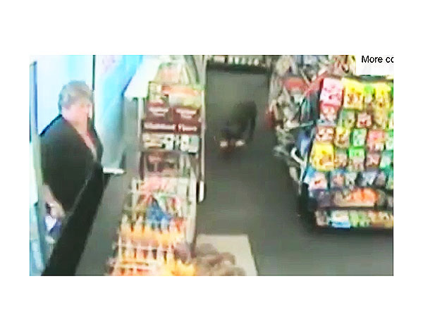 Three-Legged Dog Robs Grocery Store in New Zealand