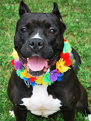 Adopt Me! Lydia Has Been Waiting for a Home for Four Years