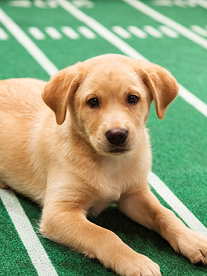 Puppy Bowl's Starting Lineup Revealed