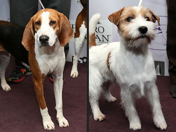 Two New Breeds to Compete at Westminster Kennel Club Dog Show