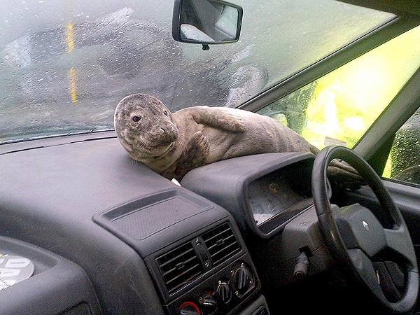 Seal Pup Finds Shelter from the Storm on a Car Dashboard