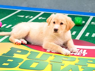 5 Most Paw-Dorable Moments from the Puppy Bowl