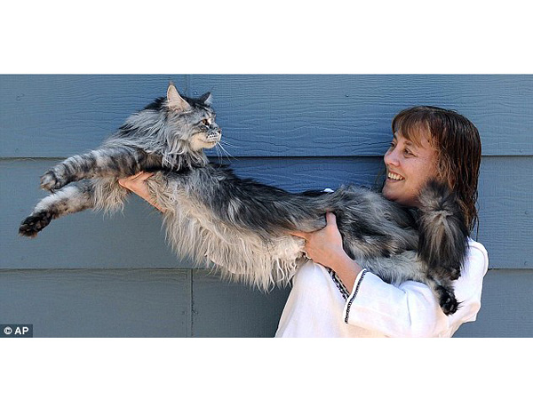 Stewie the World's Longest Cat Dies From Cancer at Age 8