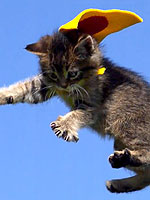 PEOPLE Pets Presents ... The A-Cat-emy Awards