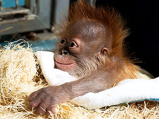 Baby Orangutan Smiles for Cameras After Risky Birth