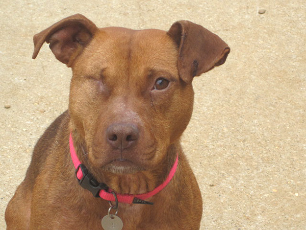 Adopt Me! Scarlett Is a One-Eyed Wonder
