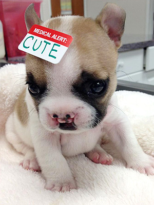 Lentil the French bulldog, French Bulldog Rescue Network: Photos