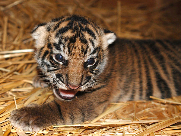 Sacramento Zoo Tiger Cub Castro Jr.: Photo